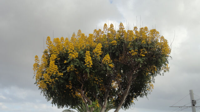 Acacias frente al astrofisico - octubre 2014