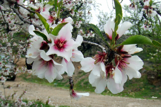 Almendro de Vilaflor