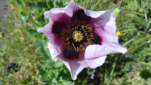 Amapola de Buenavista
