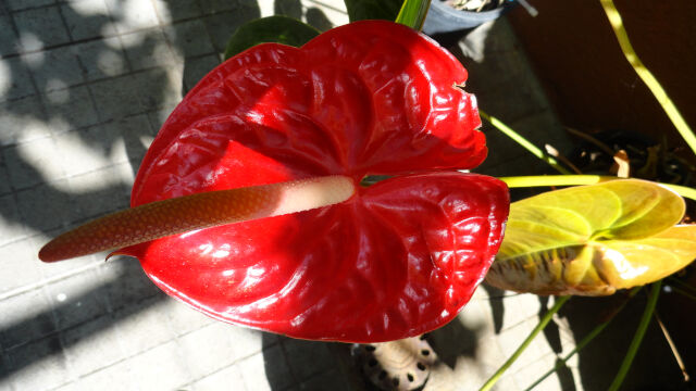 Anturio de La Palma