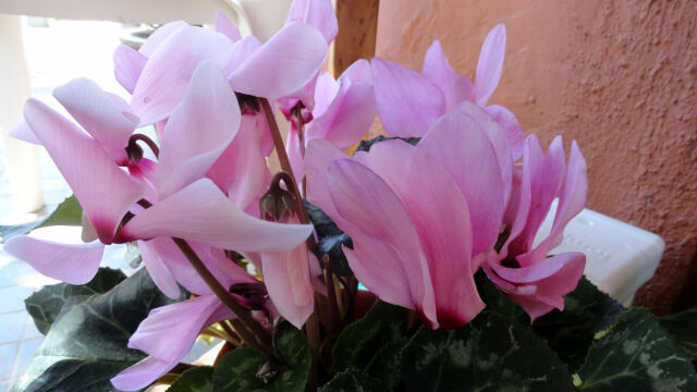 Begonias de La Palma