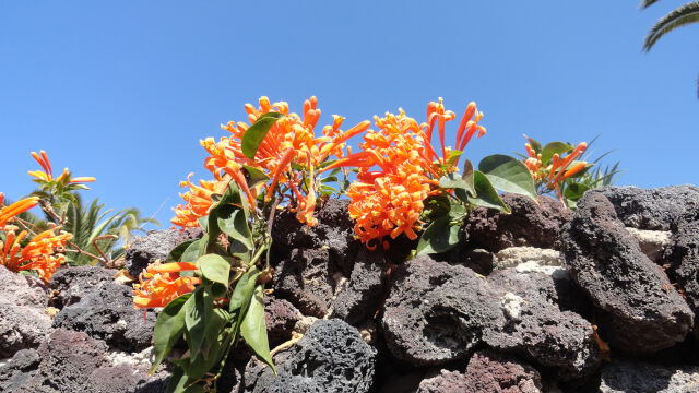 Bignonia de Miraverde