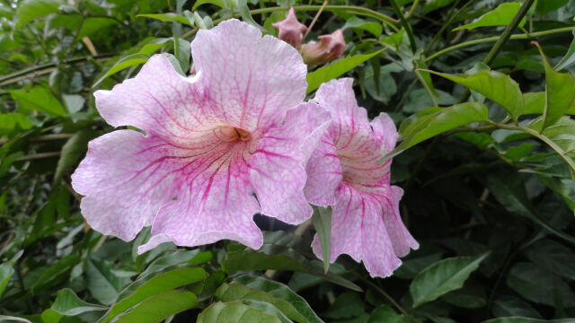 Bignonia rosa de Los Llanos