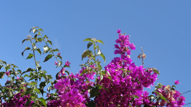 Buganvilla de Miraverde