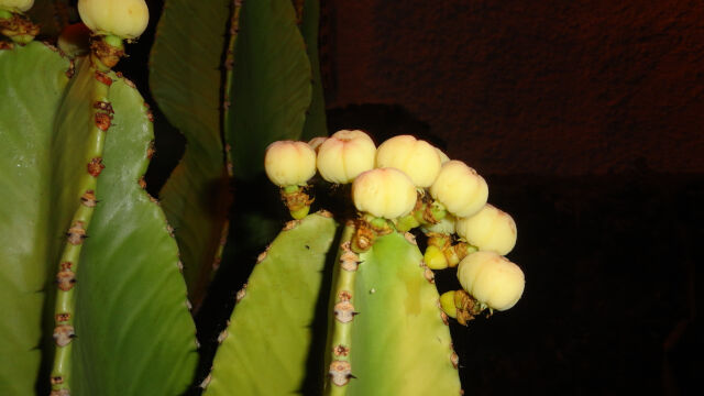 Cactus de Miraverde