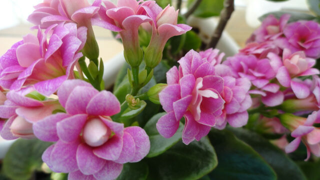 Calanchoe de mi balcón