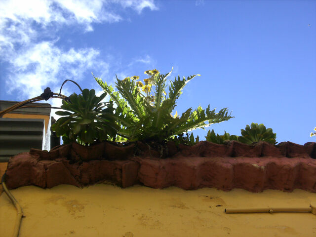 Cerraja de La Laguna