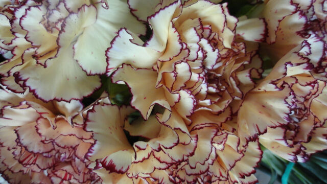 Claveles Agüiflor, Agüimes