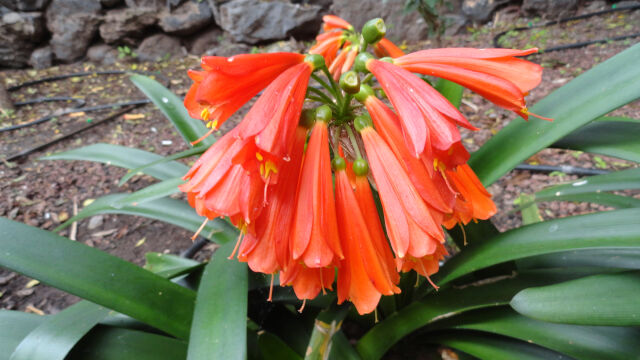 Clivias de Garachico