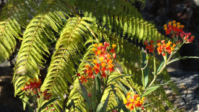 Asclepias