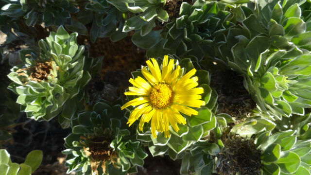 Asteriscus