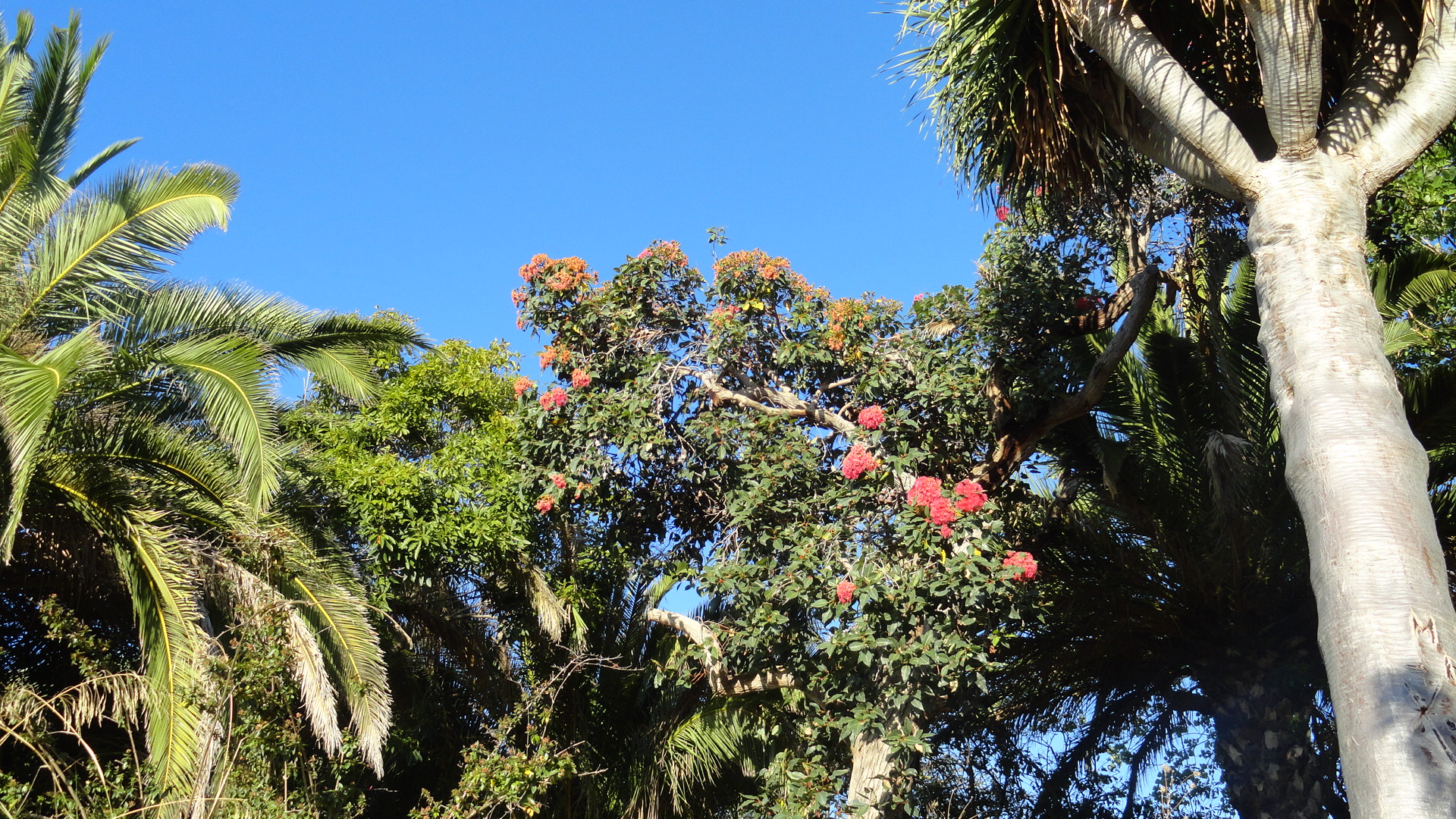 Corymbia - abril 2012